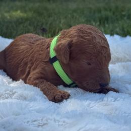 Dolly - Red  female Poodle puppy in Dayton, Washington from Country Sundance Poodles