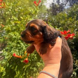 Dachshund Puppies from Aradox Show Dogs