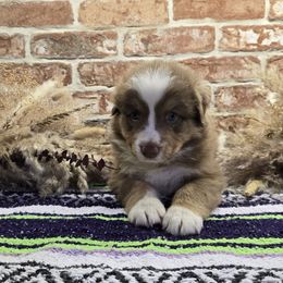 Oliver - Red tri-color male Australian Shepherd puppy in Mehoopany, Pennsylvania from Crooked Creek Australian Shepherds