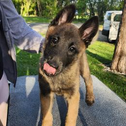 Paddy - Fawn sable male Belgian Malinois puppy in Portage, Wisconsin from Rock 'n Wool Aussies & Malinois