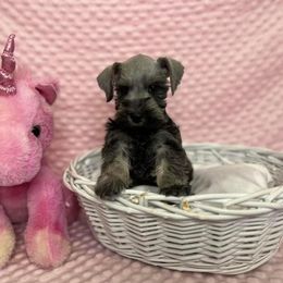 Miniature Schnauzer Puppies from S & S Miniature Schnauzer