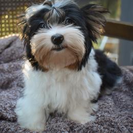 Knox - Black tan and white male Biewer Terrier puppy in California from Skyridge Puppies