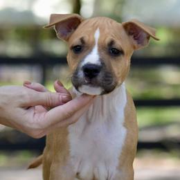 Boy 4 - Red male American Staffordshire Terrier puppy in St. Augustine, Florida from LBK & Ancient City
