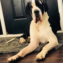 Great Dane All Grown Up from Chicago Danes