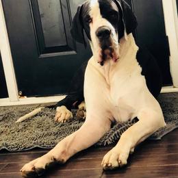 Great Dane All Grown Up from Chicago Danes