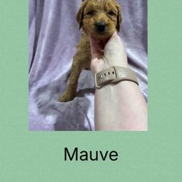 Mauve - Red female Irish Doodle puppy in Harrisburg, Arkansas from Ransone’s Ridge Runners Poodles and Doodles