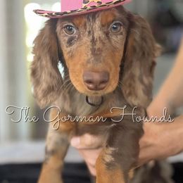 Apple - Dachshund
