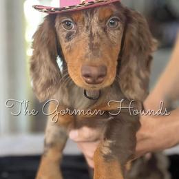 Apple - Dachshund