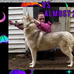 Rune - Siberian Husky