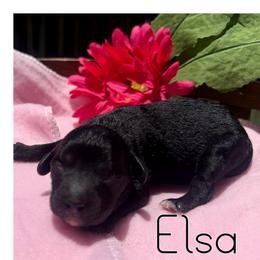 India - Black female Cavapoo puppy in Clinton, Oklahoma from Enchanted Spaniels
