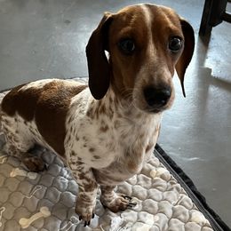 Dachshund Puppies from Cap Ranch Miniature Dachshunds