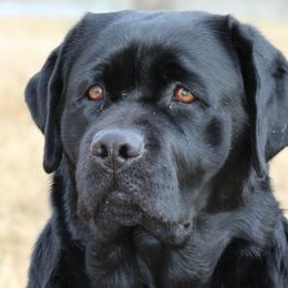 Labrador Retrievers from Desert Haven lab