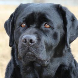 Labrador Retrievers from Desert Haven lab