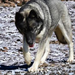 Karma - Siberian Husky