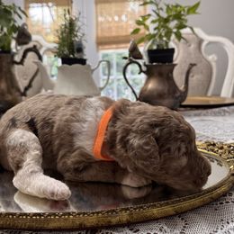 Labradoodle puppies from Maple Bakin’ Doodles