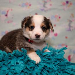 Red - Black and tan male Pembroke Welsh Corgi puppy in Dobson, North Carolina from Clover S Farm