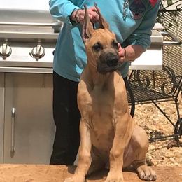 Great Dane Puppies from VZTop Danes