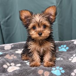 Ruby - Sable female Yorkshire Terrier puppy in Silver Springs Shores, Florida from Top Notch Pupz