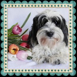 Annie - Coton de Tulear