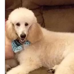 Bella - Poodle