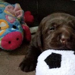 Labrador Retriever Puppies from Lorlyn Labradors