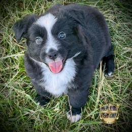 Rigatoni - Black & white male Australian Shepherd puppy in El Dorado Springs, Missouri from HP Aussie Kennels