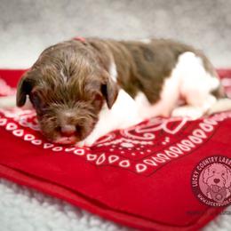 Mister Red - Chocolate male Australian Labradoodle puppy in Wake Forest, North Carolina from Lucky Country Labradoodles