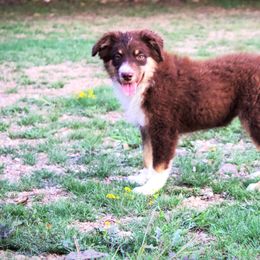 Peachi Estelle - Red Miniature Australian Shepherd puppy in Berryville, Arkansas from 2Lazy2P Mini Aussies