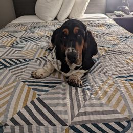 Basset Hound All Grown Up from Southern City Bassets