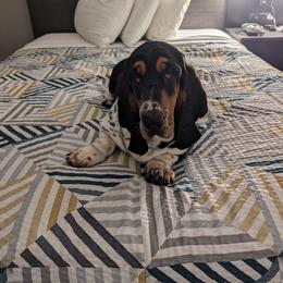 Basset Hound All Grown Up from Southern City Bassets