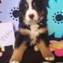 Boy 2 - Bernese Mountain Dog puppy in Francisco, Indiana from Kate's Country Canines