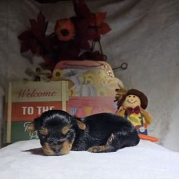 Girl 1 - Black and tan female Yorkshire Terrier puppy in Galax, Virginia from Blueberry Hill Yorkies