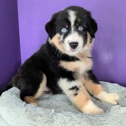 Raven3Girl2- BMF,LONGtail,AKC,OFAs,Genetics - Blue merle female Australian Shepherd puppy in South Hill, Virginia from Silverside Aussies LLC