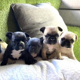 French Bulldog Puppies from Bennett’s Bullies
