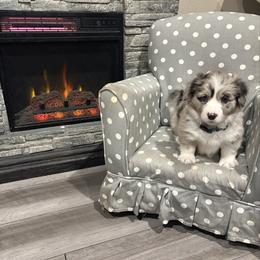 Miracle - Brindle merle and white male American Corgi puppy in Temple, Texas from Silver Moon Cardigan and American Corgis