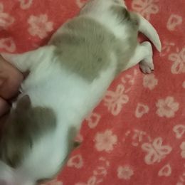 Goldie - Chocolate parti female Pomeranian puppy in El Paso, Texas from Nomi's Precious Poms