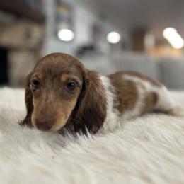 Sassy - Dapple female Dachshund puppy in Price, Utah from Stone Kennels