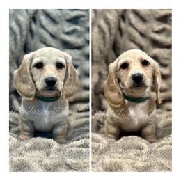 Dachshund Puppies from McJazzin Doxies