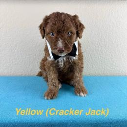 Cracker Jack - Yellow Collar - Red male Double Doodle puppy in Rowlett, Texas from Parrish Precious Ones Texas