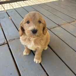 Girl 4 - Apricot female Double Doodle puppy in Jonesborough, Tennessee from Dry Creek Siberians