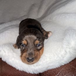 Cash - Dapple female Dachshund puppy in Lubbock, Texas from ANQ Dachshunds