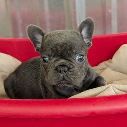 Blue Male - Blue male French Bulldog puppy in Baltimore, Maryland from Country Acres Farm