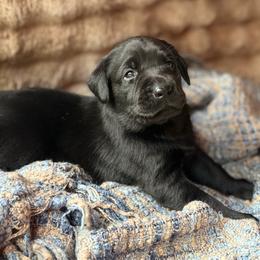 Trail - Black male Labrador Retriever puppy in Sweet Home, Oregon from Knotty Creek Labradors