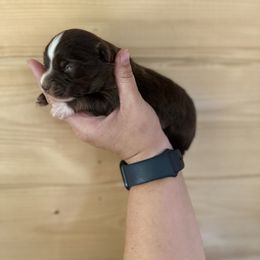 Liberty - Red tri female Toy Australian Shepherd puppy in Steelville, Missouri from Rafter 7E Aussies