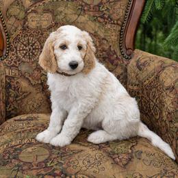River - Apricot male Goldendoodle puppy in Idaho Falls, Idaho from High Quality Goldendoodles