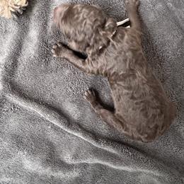 Brownie - Red female Australian Shepherd puppy in Columbia Falls, Montana from Firefly Horse Co Wellness Retreat Center