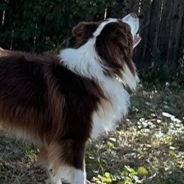 Australian Shepherds from Evergreens Cowboy Aussies
