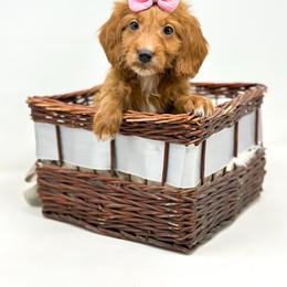 INDY - Red  female Goldendoodle puppy in Davison, Michigan from Dreaming Doodles