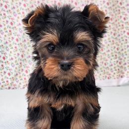 Trig - Blue and gold male Yorkshire Terrier puppy in Monticello, Iowa from Ashley’s Puppies