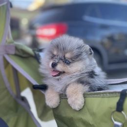 Pomeranian Puppies from Pom Pom Lollipop’s